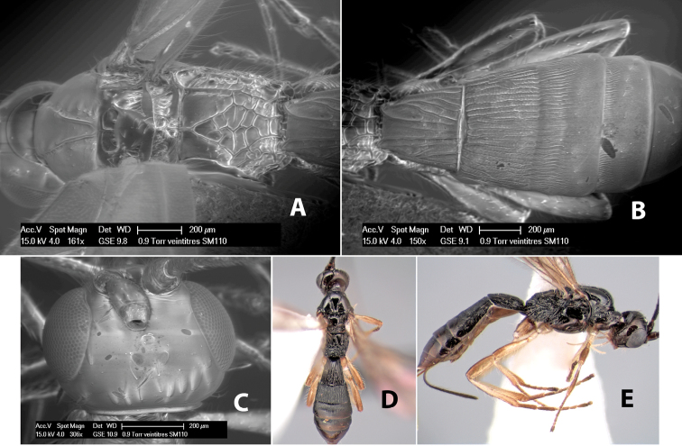 Figure 293.