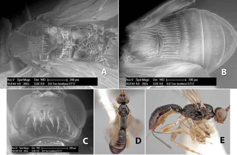 Figure 20.