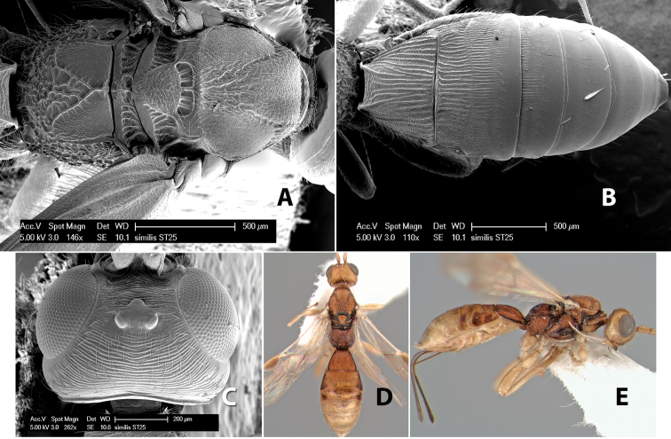 Figure 111.