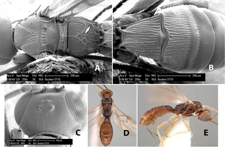 Figure 41.