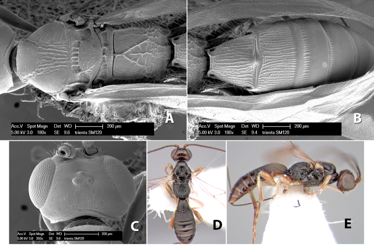 Figure 288.