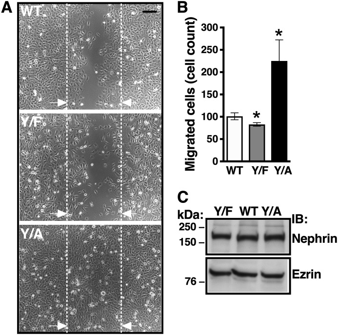 Figure 5.