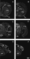 Supplementary Fig. 3