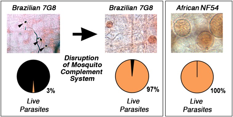 Fig. P1.