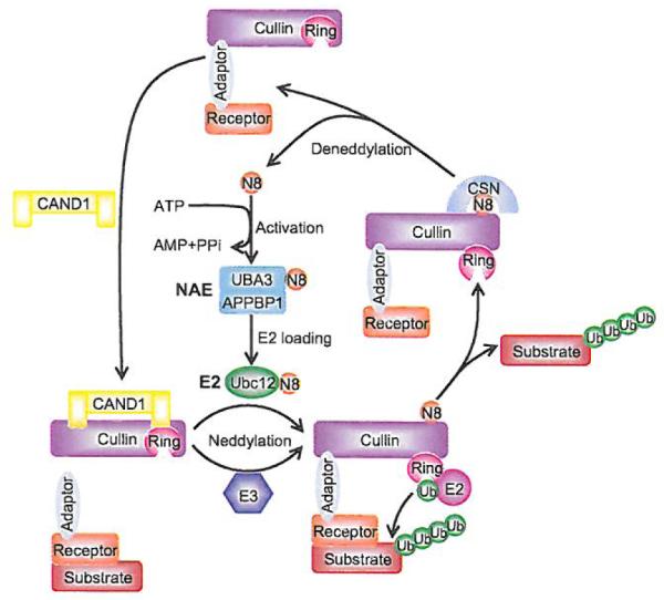 Fig. (5)