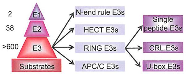 Fig. (2)