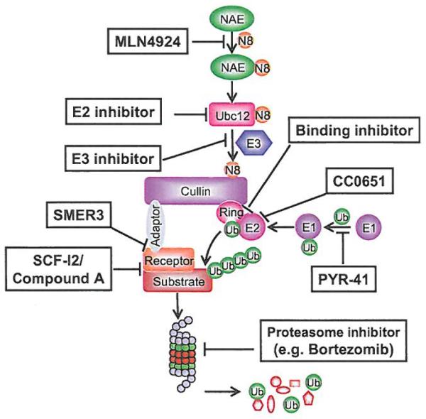 Fig. (7)