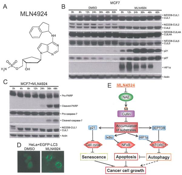 Fig. (6)