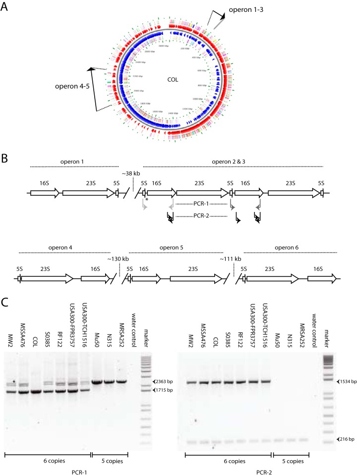 FIG 1