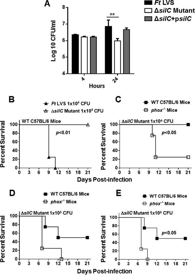 FIG 8