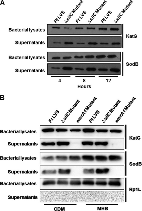 FIG 6