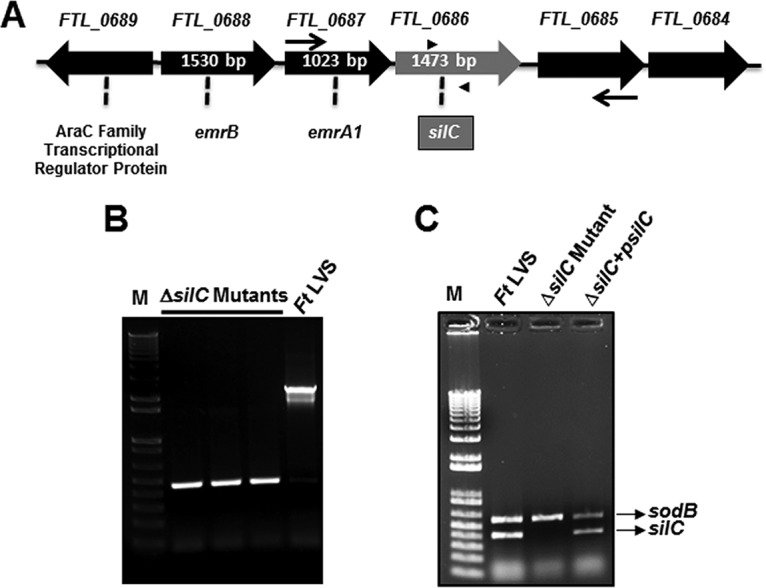 FIG 1