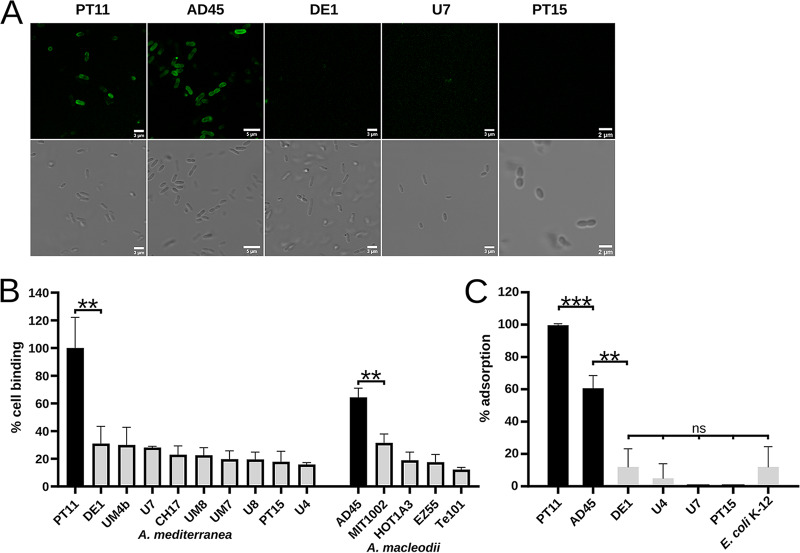 FIG 6