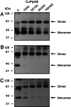 Fig. 6.