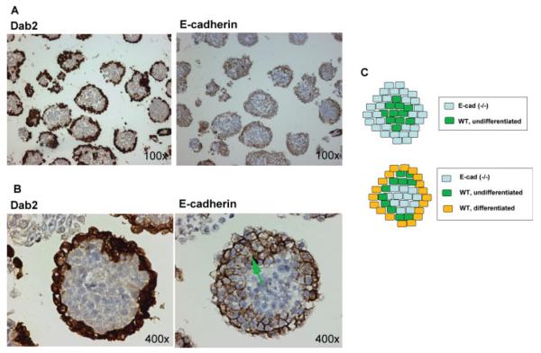 FIG. 7