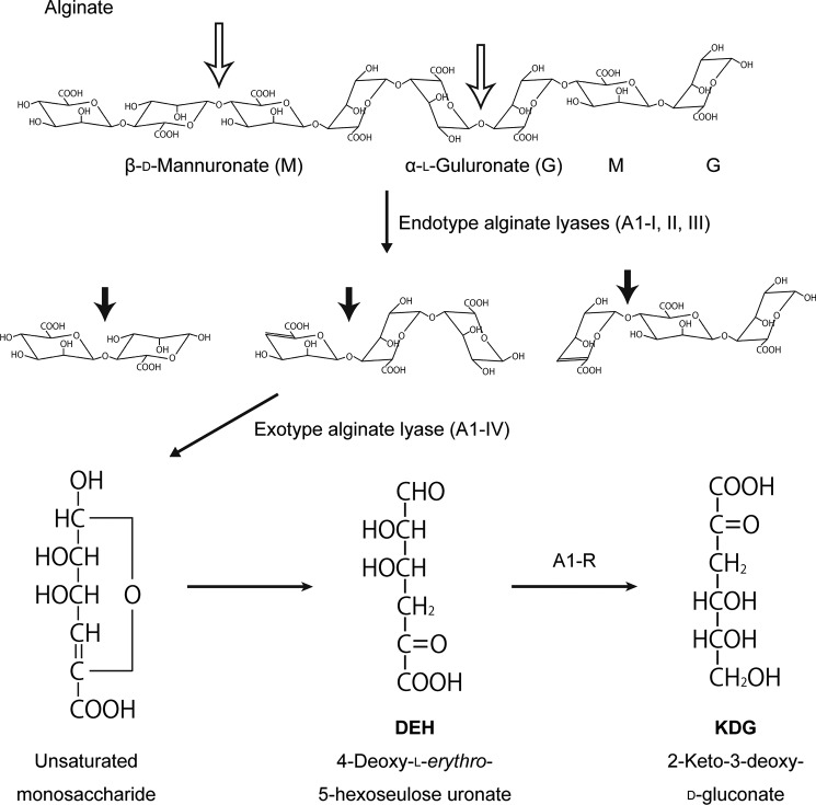 FIGURE 1.