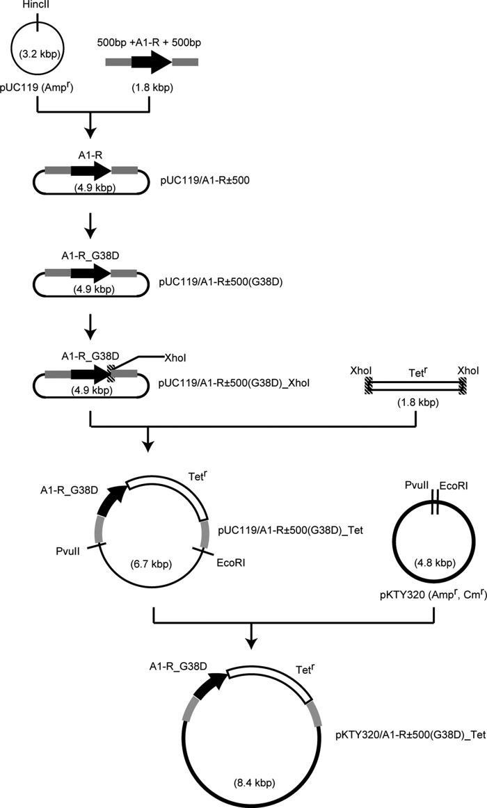 FIGURE 2.