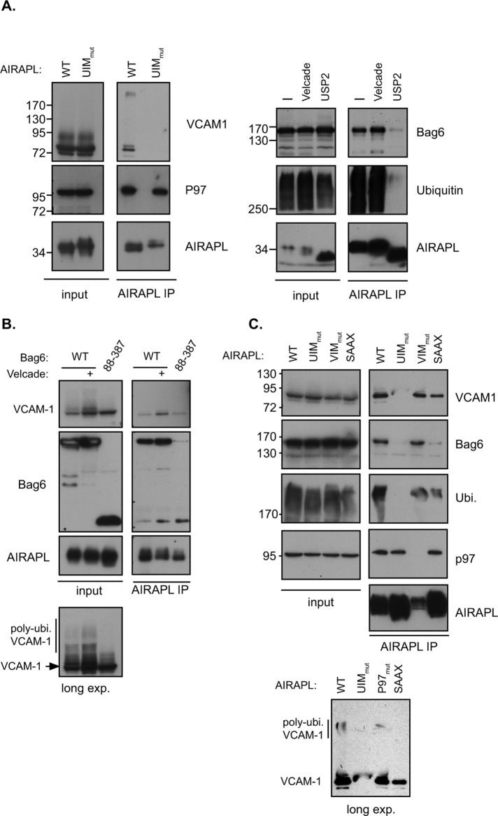 FIGURE 3: