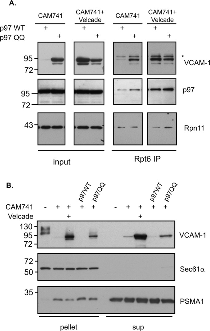 FIGURE 4: