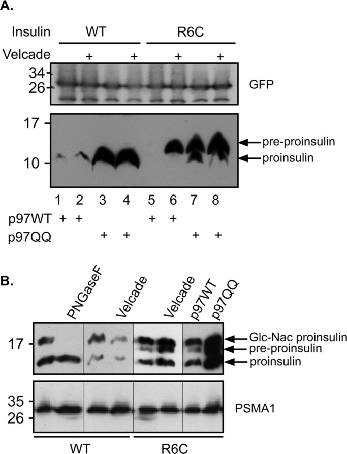 FIGURE 5: