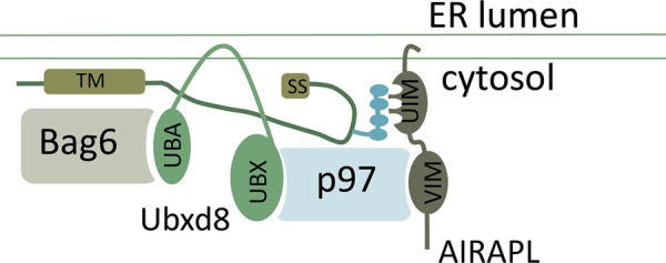 FIGURE 6: