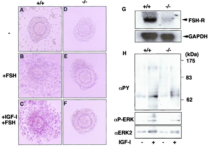 FIG. 8.