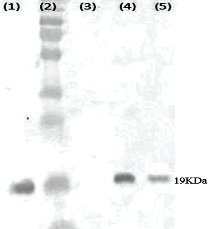Fig.4