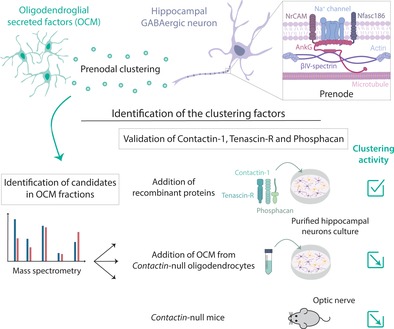 graphic file with name GLIA-67-2248-g008.jpg