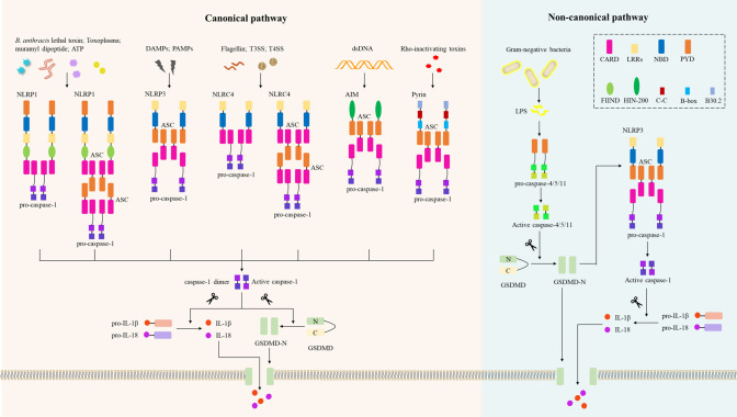 Figure 2