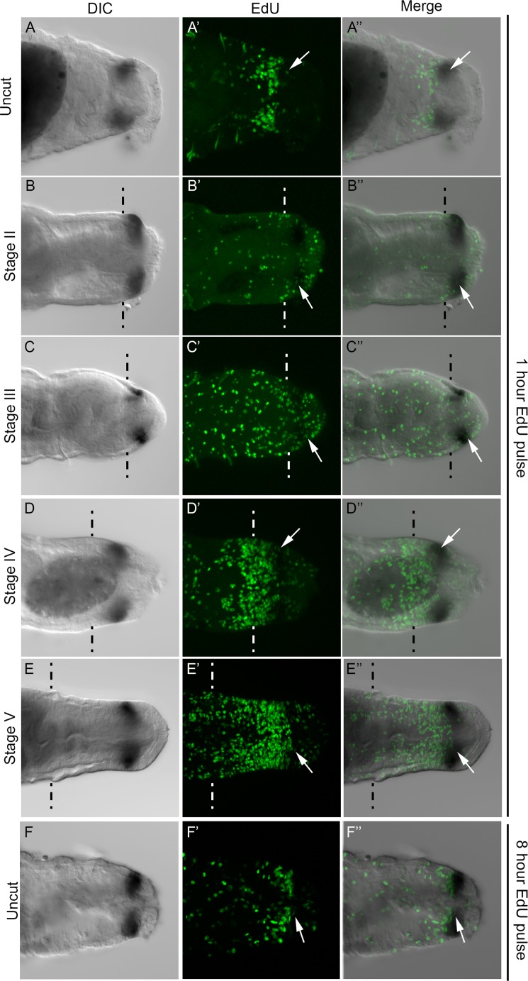 Fig 5