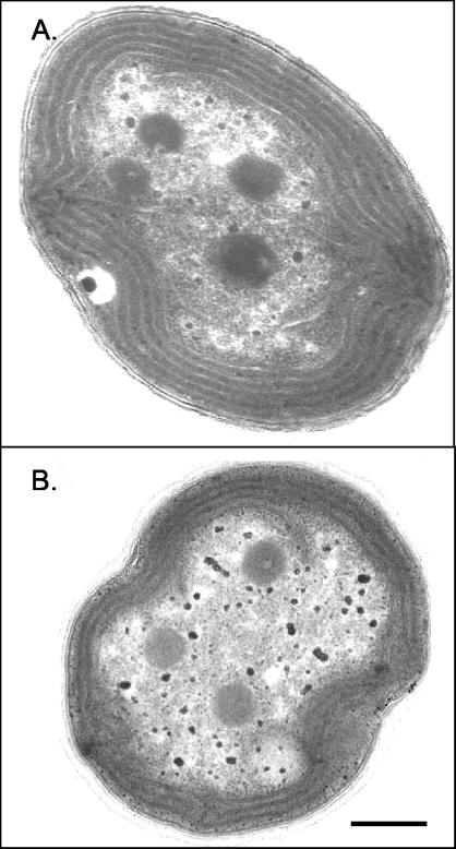 FIG. 7.