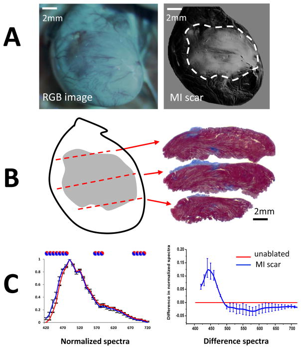 Fig 7