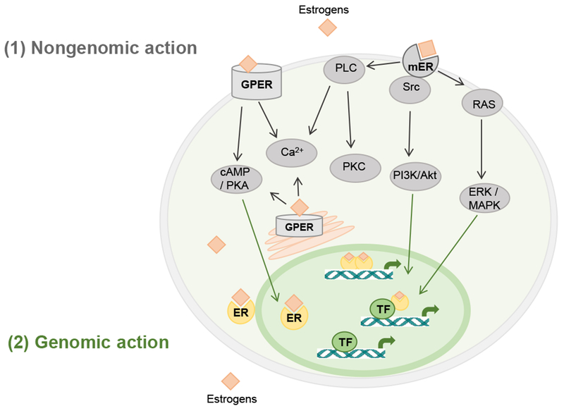 Figure 1: