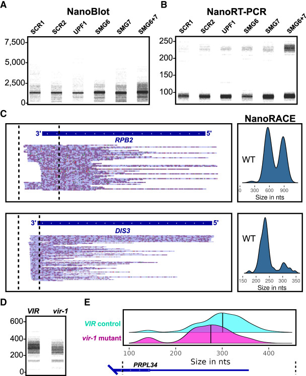 FIGURE 4.