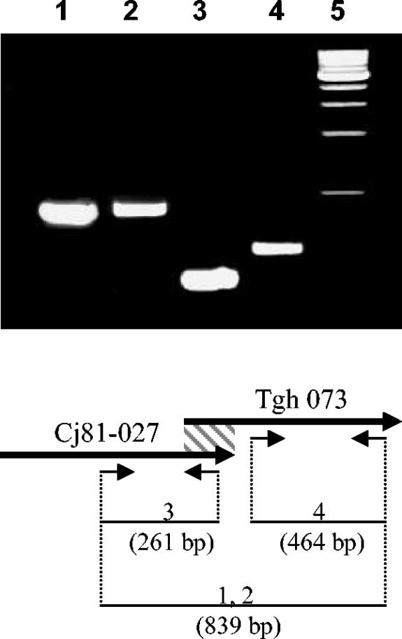 FIG. 1.