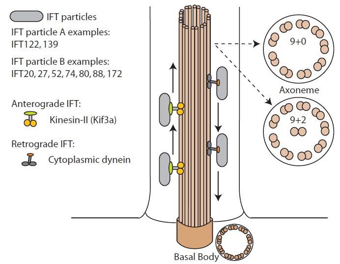 Fig. (1) The basic structure of cilia.