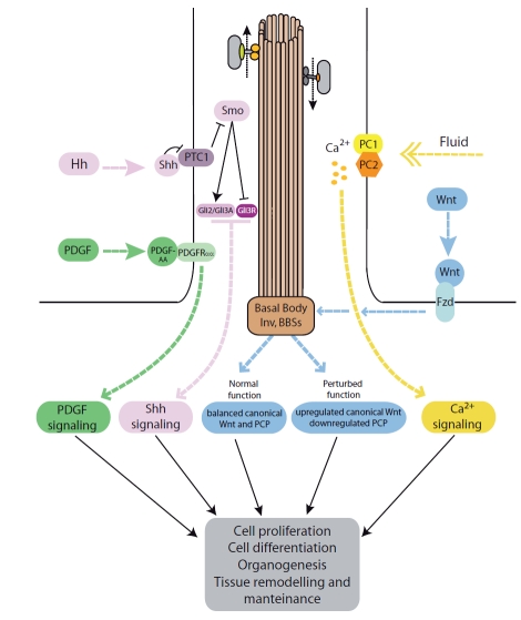 Fig. (3). The primary cilium in signal transduction.