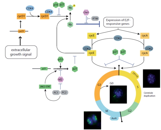 Fig. (2). The cell and ciliary cycle.