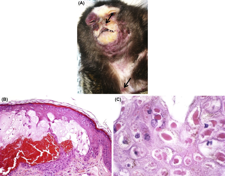 Figure 15.5