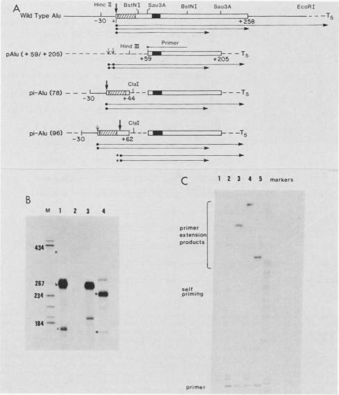 graphic file with name molcellb00090-0201-a.jpg