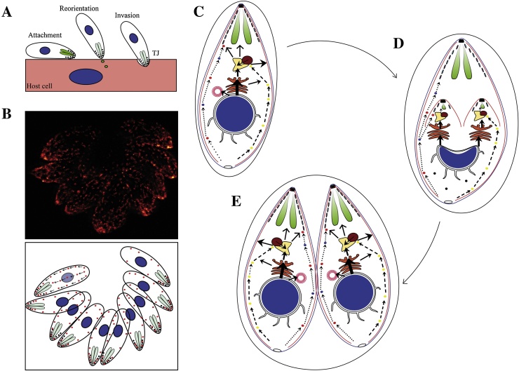 Fig. 2