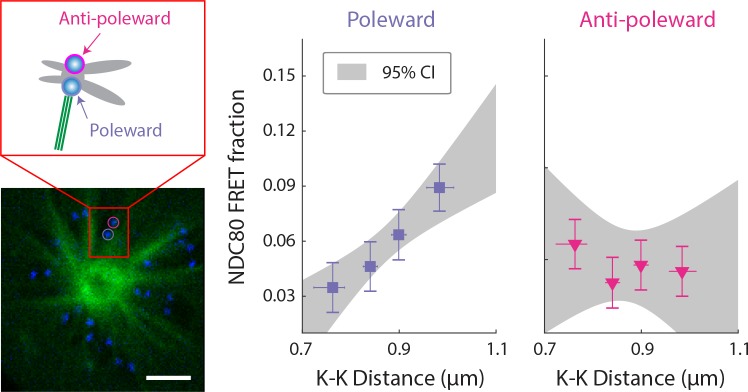 Figure 3—figure supplement 2.