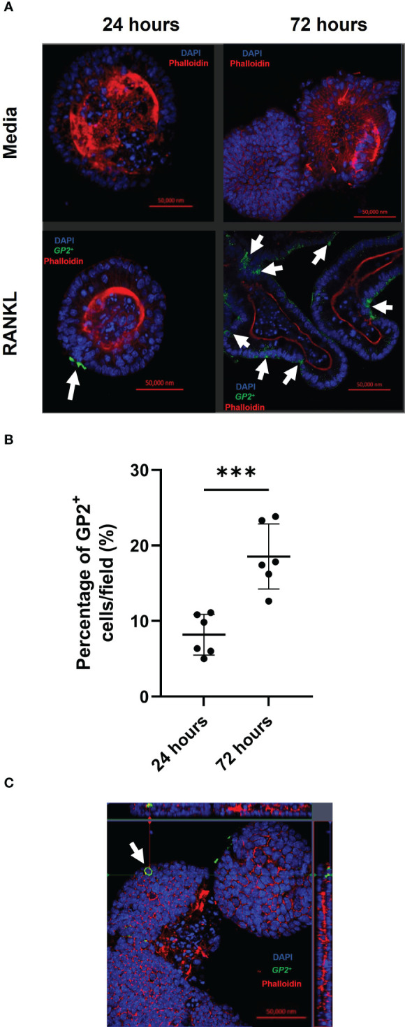 Figure 2