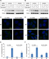 Figure 2—figure supplement 7.