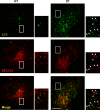 Figure 2—figure supplement 8.