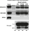 Figure 2—figure supplement 1.