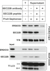 Figure 2—figure supplement 4.