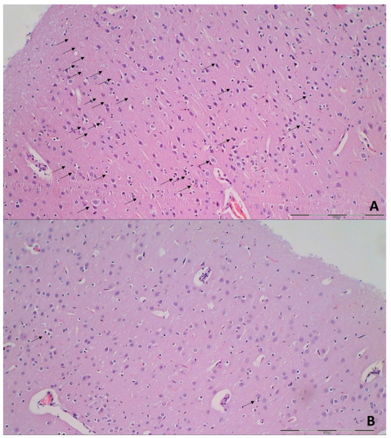 Figure 13