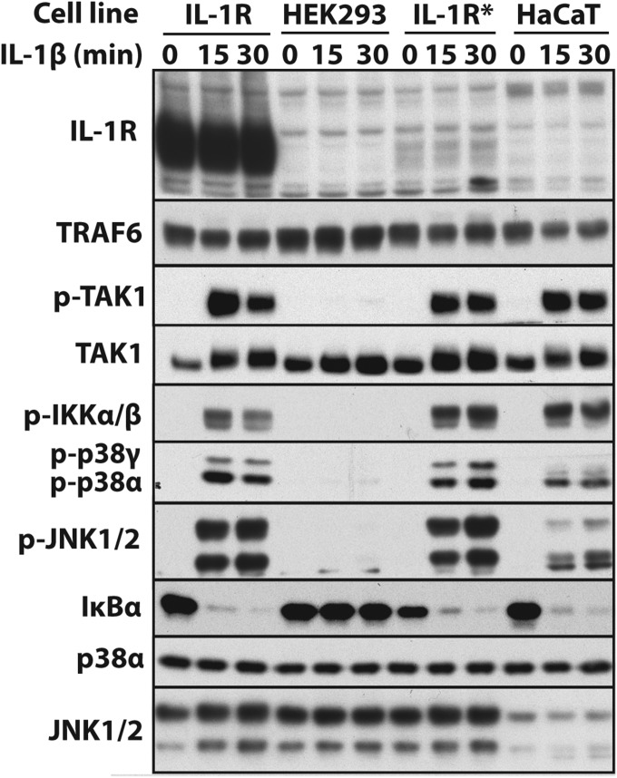 Fig. S3.