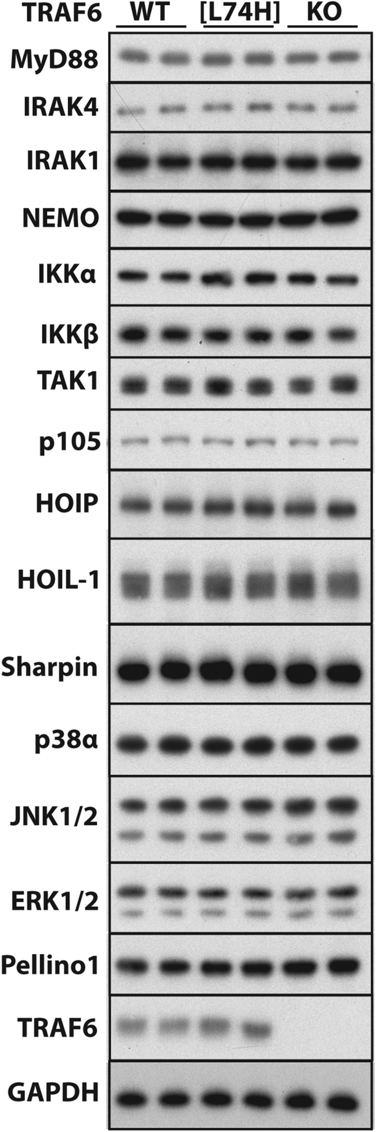 Fig. S6.